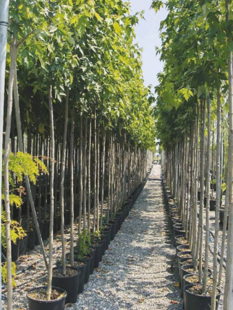 Plante Naturale - Acer Freemanii Autumn Blaze (Jeffersred)