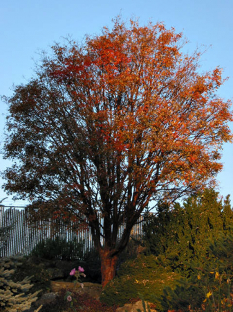 Plante Naturale - Acer Griseum - Arțar Cu Scoarța De Hârtie