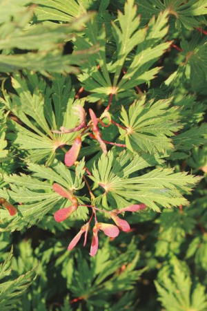 Plante Naturale - Acer Japonicum Aconitifolium