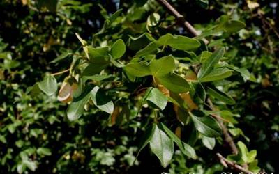 Plante Naturale - Acer Monspessulanum