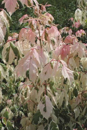 Plante Naturale - Acer Negundo Flamingo