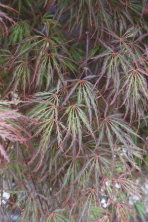 Plante Naturale - Acer Palm. Dissectum Atropurpureum (Ornatum) - Arțar Japonez Ornatum