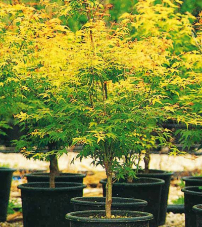 Plante Naturale - Acer Palmatum - Arțar Japonez