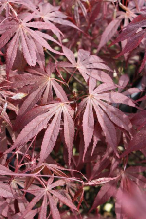 Plante Naturale - Acer Palmatum Atropurpureum - Arțar Japonez Atropurpureum