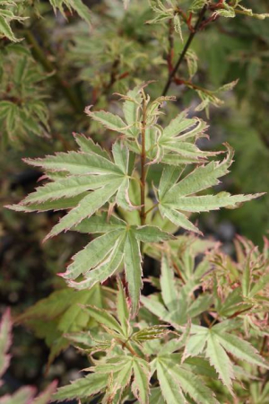 Plante Naturale - Acer Palmatum Butterfly - Arțar Japonez Butterfly
