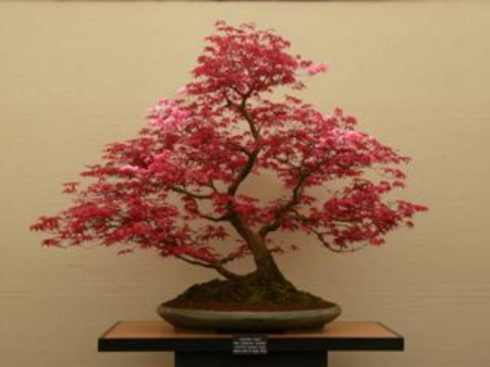 Plante Naturale - Acer Palmatum Deshojo - Arțar Japonez Deshojo