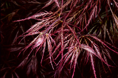 Plante Naturale - Acer Palmatum Diss. Ever Reed (Nigrum) - Arțar Japonez Nigrum