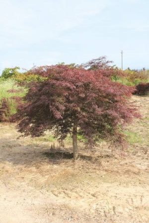 Plante Naturale - Acer Palmatum Dissectum Garnet - Arțar Japonez Garnet