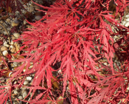 Plante Naturale - Acer Palmatum Dissectum Inaba Shidare - Arțar Japonez Inaba Shidare