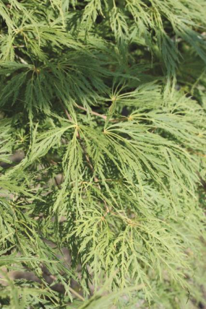 Plante Naturale - Acer Palmatum Dissectum Viridis