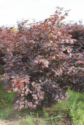 Plante Naturale - Acer Palmatum Fireglow - Arțar Japonez Fireglow