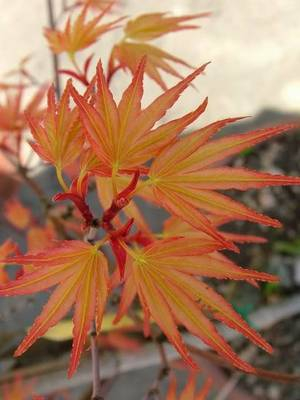 Plante naturale de exterior - Acer Palmatum Orange Dream - Arțar Japonez Orange Dream