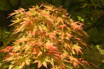 Plante Naturale - Acer Palmatum Sangokaku (Senkaki) - Arțar Japonez Sangokaku (Senkaki)