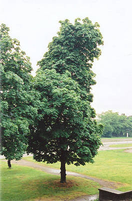 Plante naturale de exterior - Acer Platanoides Columnare