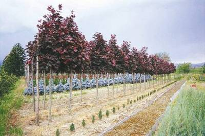 Plante Naturale - Acer Platanoides Crimson King