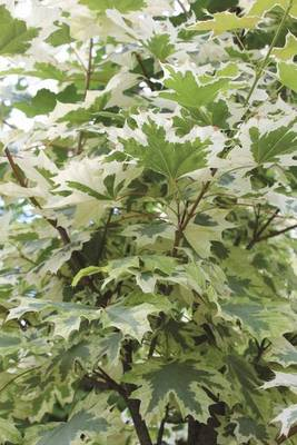 Plante Naturale - Acer Platanoides Drummondii