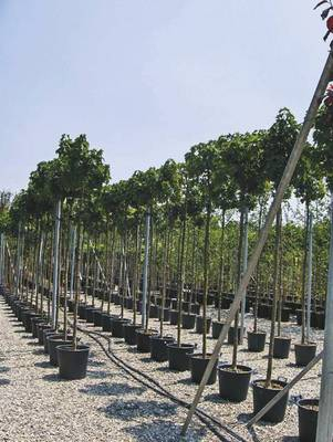 Plante Naturale - Acer Platanoides Globosum