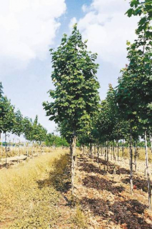 Plante Naturale - Acer Pseudoplatanus