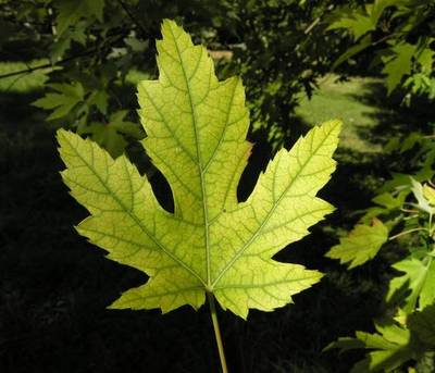 Plante naturale de exterior - Acer Saccharinum (Dasycarpum)