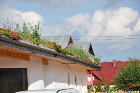 Acoperisuri verzi [4]