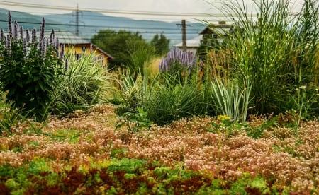 Servicii - Acoperisuri verzi