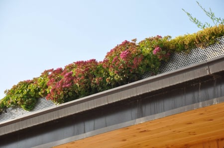 Acoperisuri verzi [3]