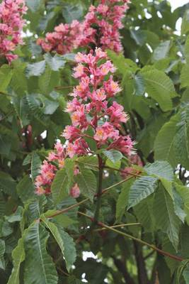Arbori si arbusti naturali - Aesculus Carnea Briotii