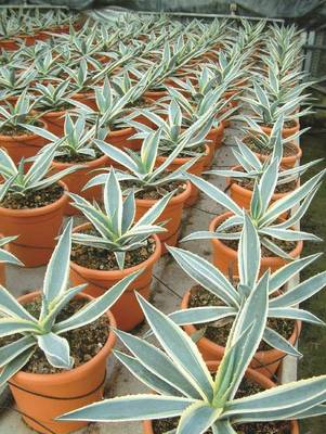 Plante Naturale - Agave Americana Variegata