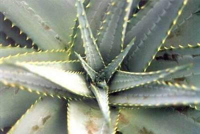 Plante Naturale - Agave Ferox