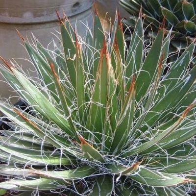 Plante naturale de exterior - Agave Filifera