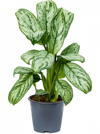Plante Naturale - Aglaonema 'Christina' 8 buc/set 35 cm