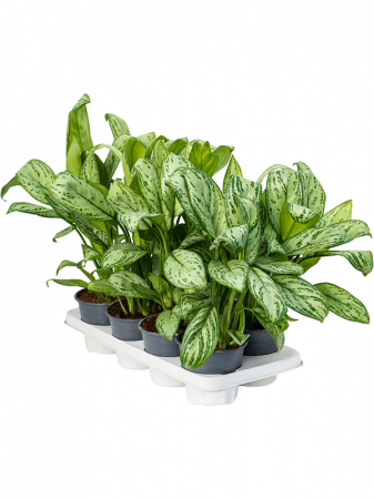 Aglaonema 'Christina' 8 buc/set 35 cm [1]