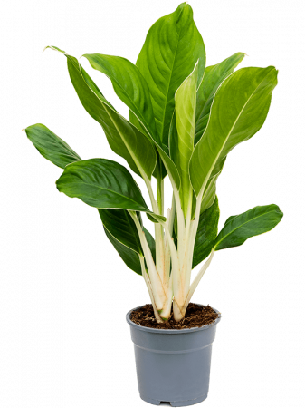 Plante Naturale - Aglaonema 'Cintho King' 6 buc/set 60 cm