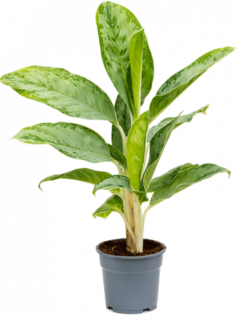 Plante Naturale - Aglaonema 'Cintho Queen' 6 buc/set 45 cm
