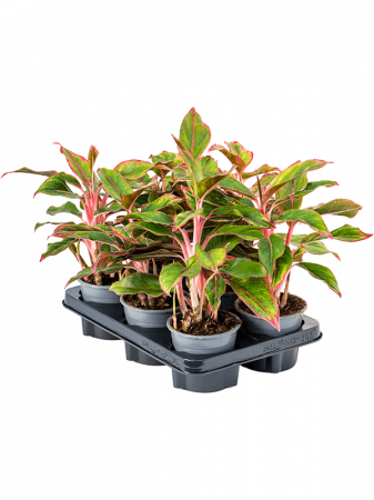 Aglaonema 'Crete' 6 buc/set 25 cm [1]
