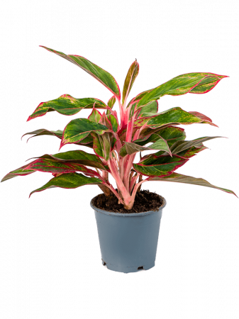 Plante Naturale - Aglaonema 'Crete' 6 buc/set 25 cm