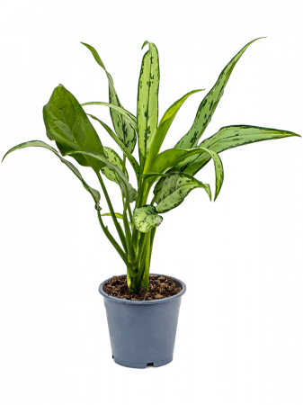 Plante Naturale - Aglaonema 'Cutlass' 6 buc/set 35 cm
