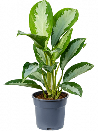 Plante Naturale - Aglaonema 'Diamond Bay' 6 buc/set 55 cm