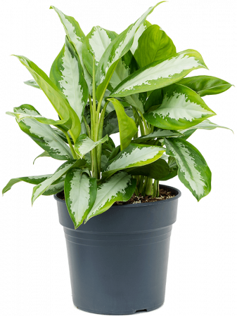 Plante Naturale - Aglaonema 'Diamond Bay' 70 cm