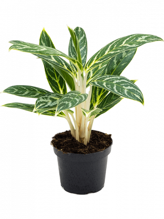 Plante Naturale - Aglaonema 'Ivy Green' 6 buc/set 30 cm