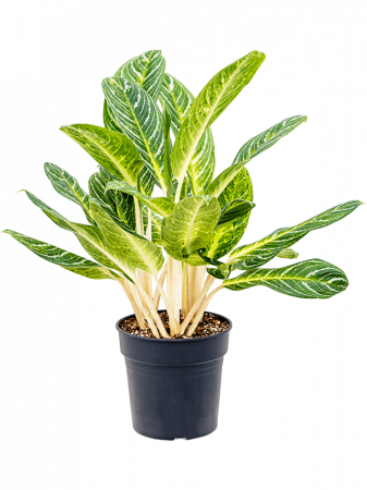 Plante Naturale - Aglaonema 'Key Lime' 80 cm