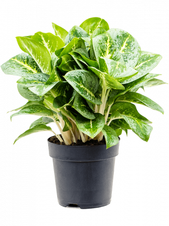 Plante Naturale - Aglaonema 'Lemon Mint' 45 cm