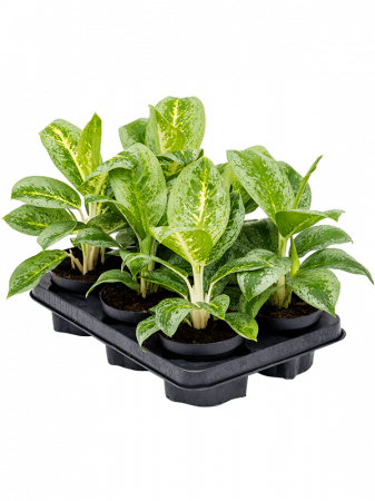Aglaonema 'Lemon Mint' 6 buc/set 30 cm [1]