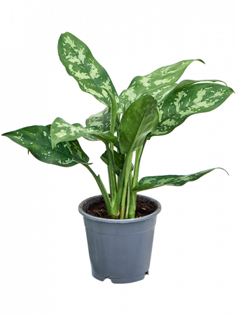 Plante Naturale - Aglaonema 'Maria' 10 buc/set 25 cm