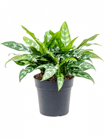 Plante in ghiveci - Aglaonema 'Maria' 50 cm