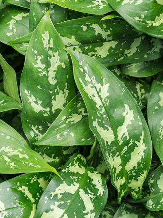 Aglaonema 'Maria' 50 cm [1]