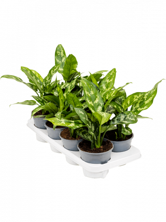 Aglaonema 'Maria' 8 buc/set 40 cm [1]