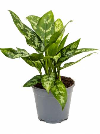 Plante Naturale - Aglaonema 'Maria' 8 buc/set 40 cm