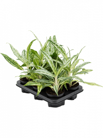 Aglaonema 'Matcha Lemon' 6 buc/set 35 cm [1]