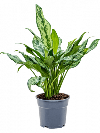 Plante Naturale - Aglaonema 'Miss Julliette' 50 cm
